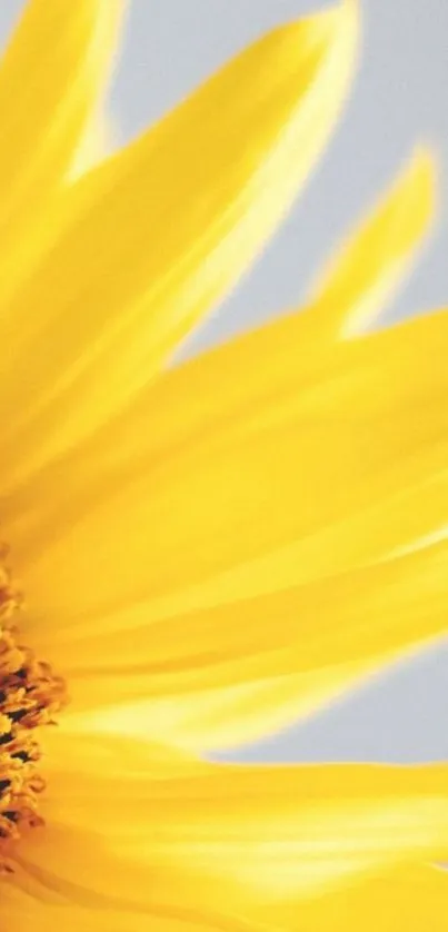 Close-up of a bright yellow sunflower with delicate petals.