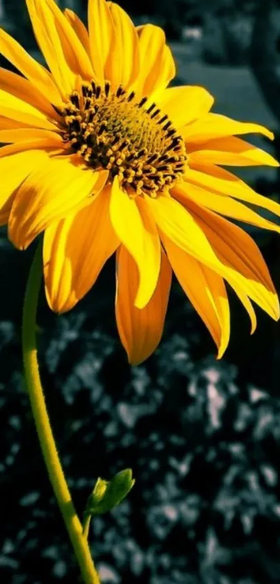 Vibrant yellow sunflower closeup under bright sunlight.