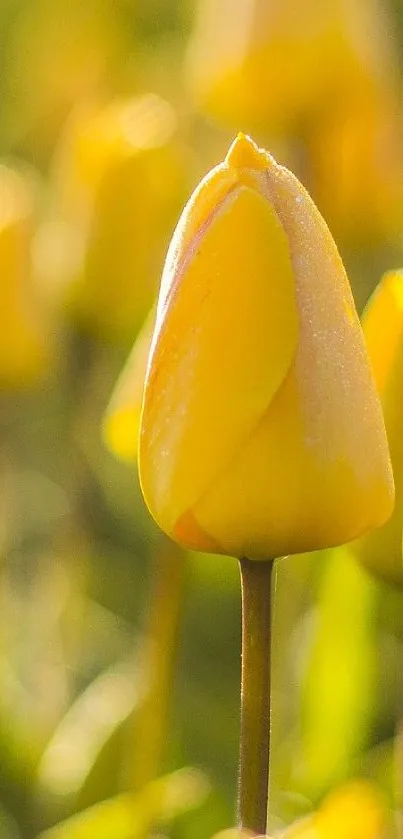 Bright yellow tulips blossoming in sunshine.