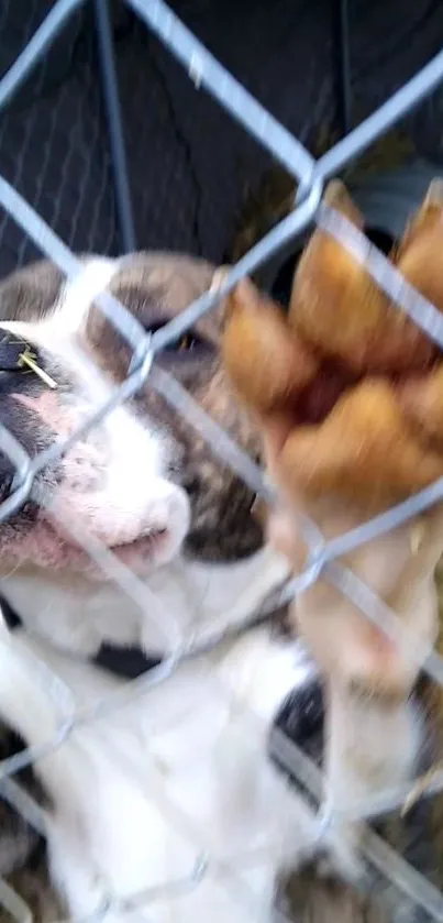 Brindle dog pressed against chain-link fence, showing its paw.