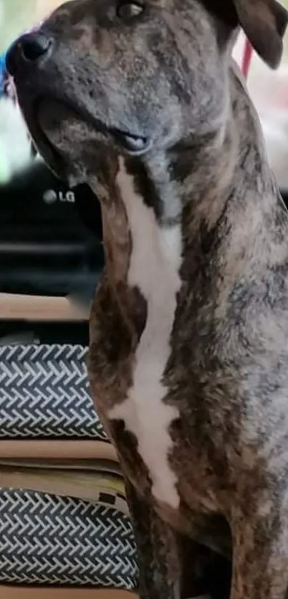 Majestic brindle dog in a home environment.