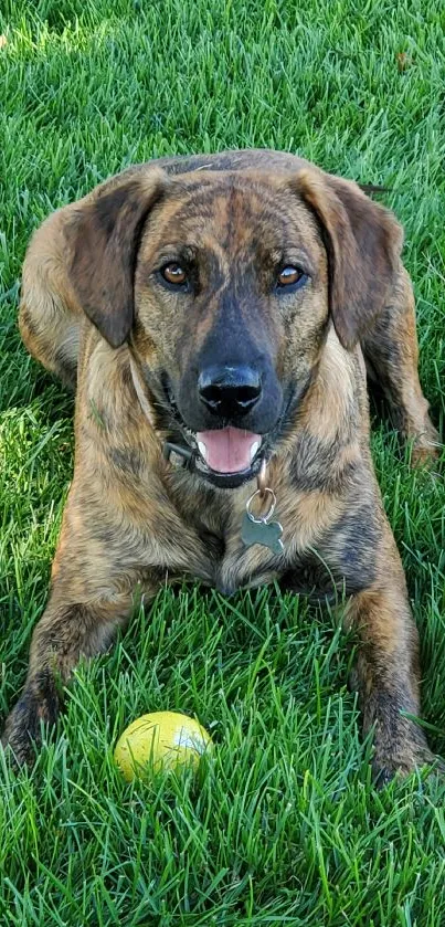 Brindle dog lying on green grass with a yellow tennis ball nearby.