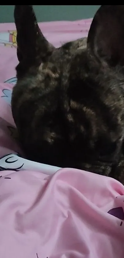 Brindle dog resting on pink unicorn quilt.