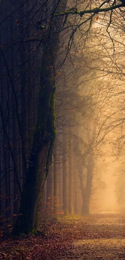 jungle  Live Wallpaper