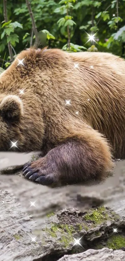 sparkly bear Live Wallpaper