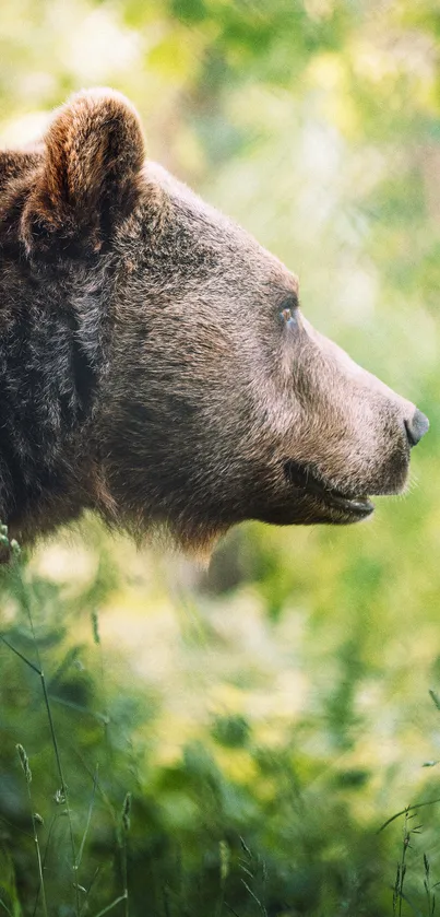 Brown bear in a lush green forest, side profile view.