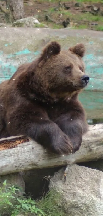 bears Live Wallpaper