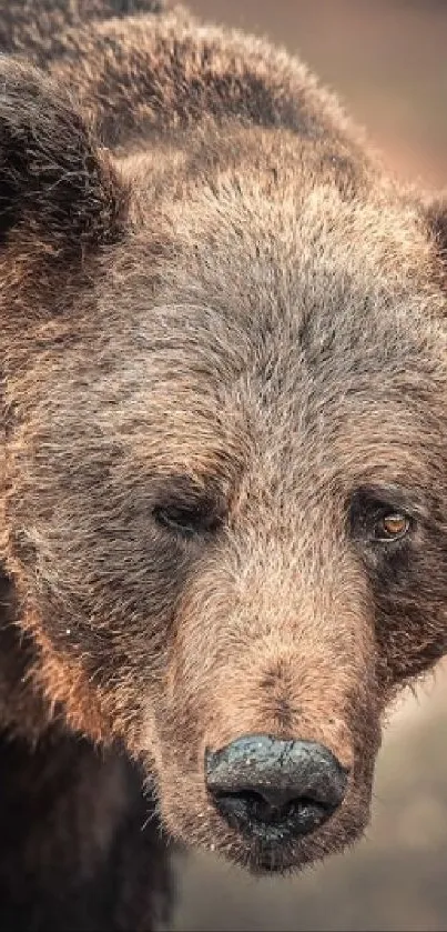 Close-up of a brown bear in a natural setting, perfect for wildlife enthusiasts.