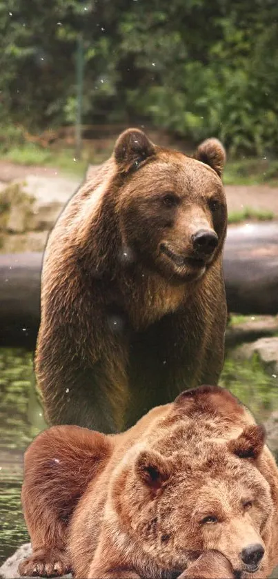 Two brown bears by a forest stream.