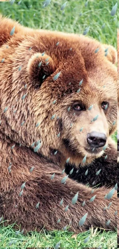 Two brown bears resting on grass in a natural setting.