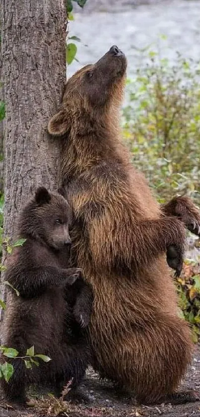 Two brown bears resting by a tree in a forest setting.