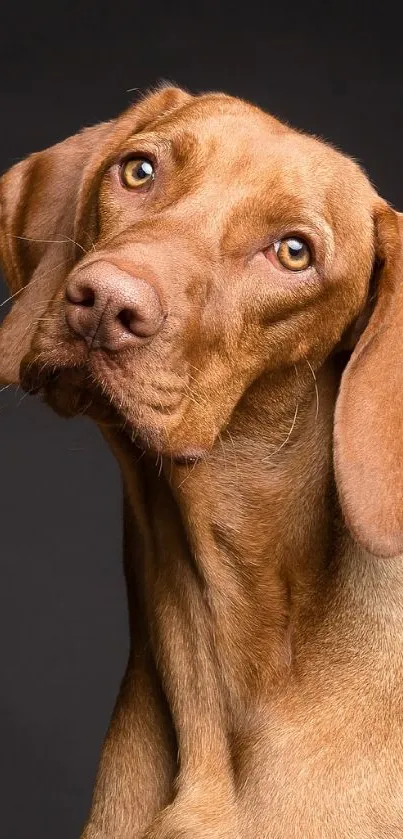 Brown Carnivore Dog Live Wallpaper