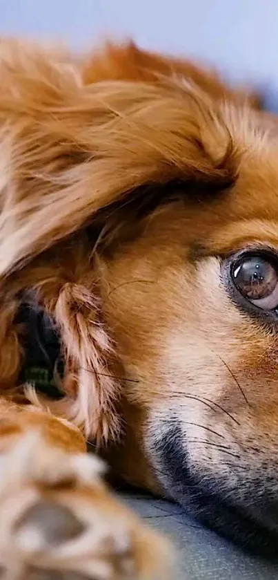 Brown Carnivore Dog Live Wallpaper