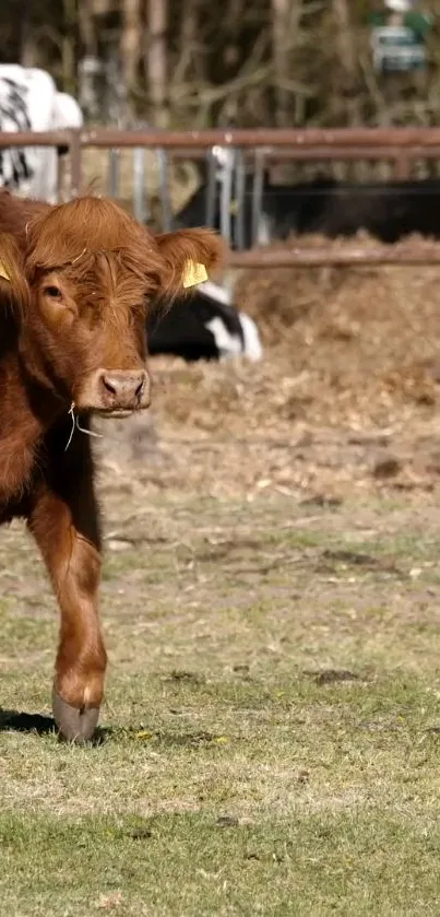 Brown cow grazing in a sunlit rural field.