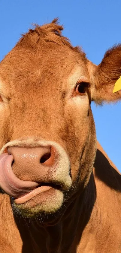 Brown cow licking its nose under a bright blue sky.