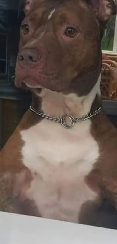 Brown dog with chain collar sitting by a window.