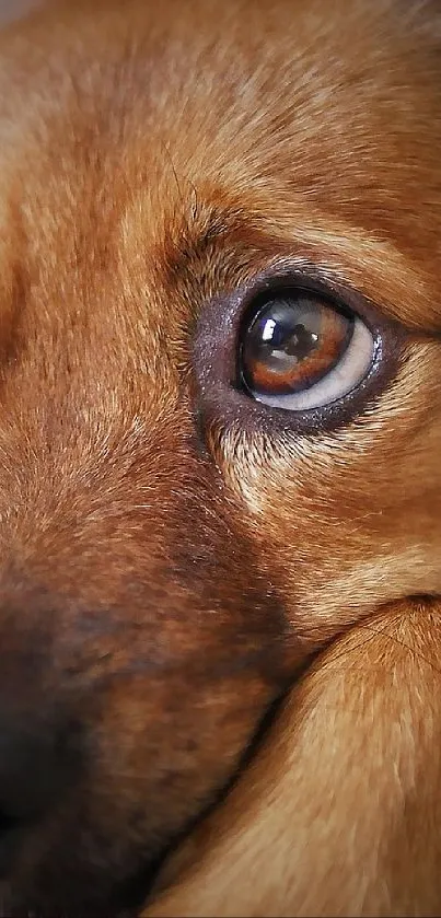 Brown Dog Eye Live Wallpaper