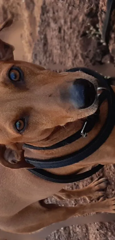 Brown dog with harness outdoors.