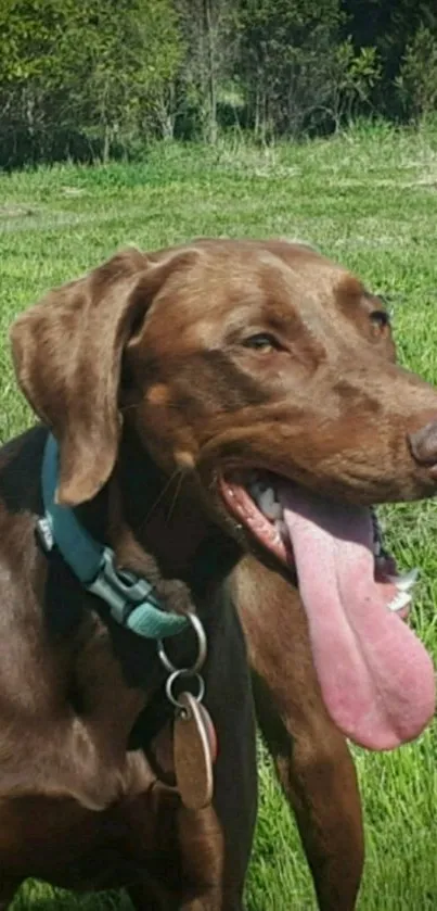 Brown dog with green collar in a sunny meadow.