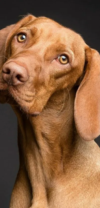 Brown dog with expressive eyes on a dark background, ideal mobile wallpaper.