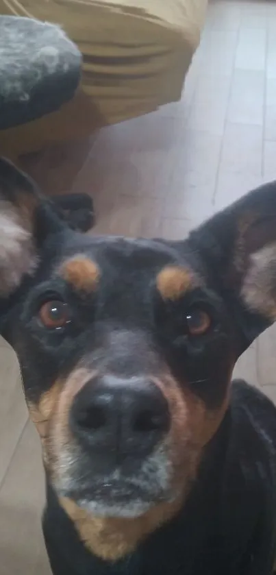 Adorable brown-eyed dog with upright ears looking curiously at the camera.