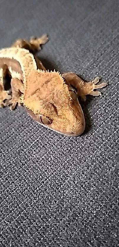 Brown gecko resting on dark textured fabric background.