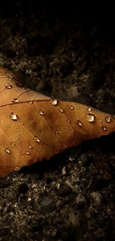 Brown leaf with water droplets on textured background.