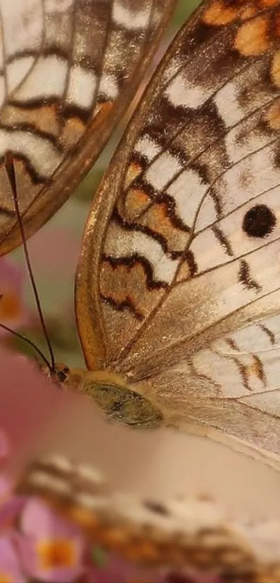 butterflies  Live Wallpaper
