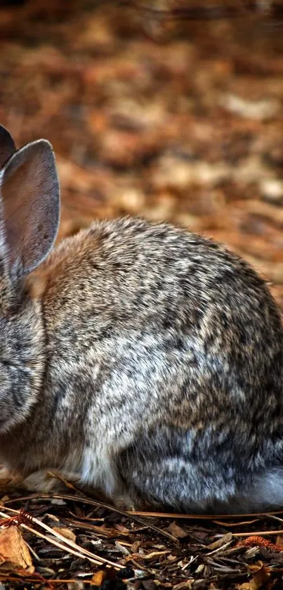 Brown rabbit in a natural habitat on forest floor.