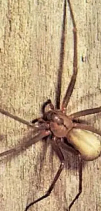 Close-up of a brown recluse spider on a textured surface.