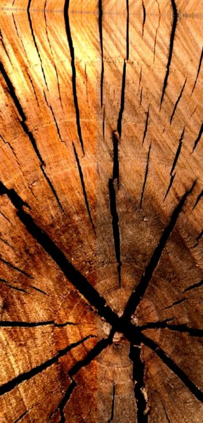 Brown Wood Twig Live Wallpaper