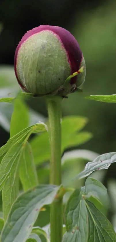 A flower bud with green leaves in natural setting.