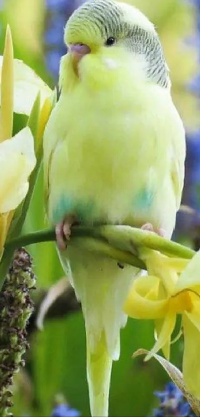 Budgie perched among yellow and blue flowers.