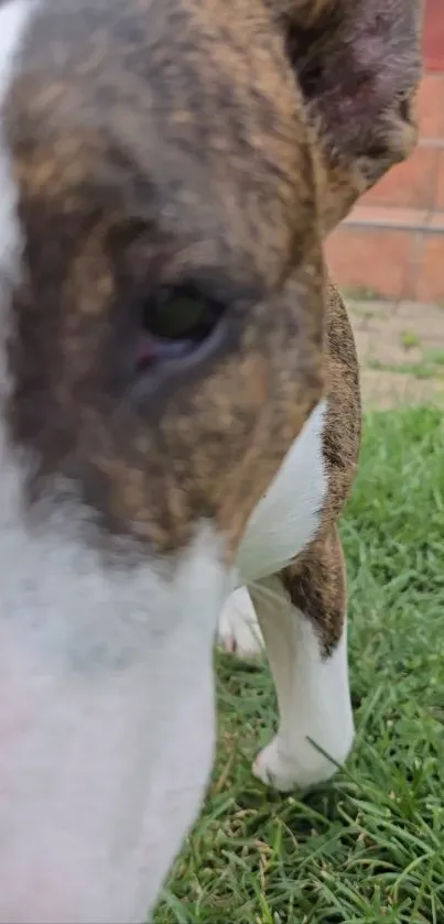 Close-up of a brindle bull terrier on grass.