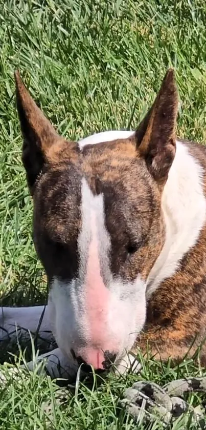 Bull terrier resting in lush green grass sunlight.