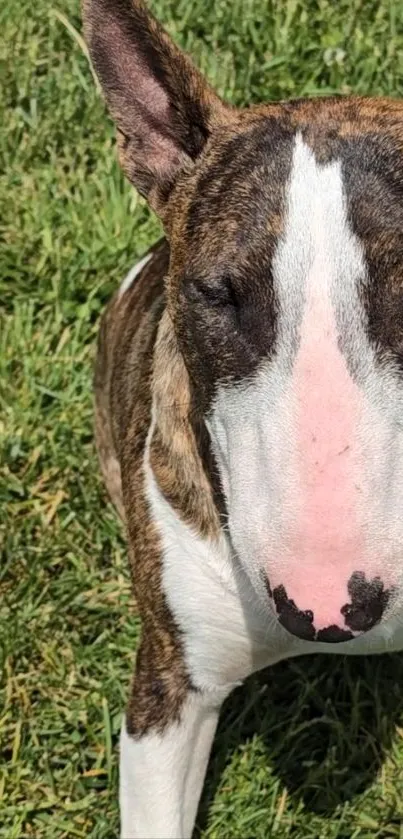 Bull Terrier lying on vibrant green grass.