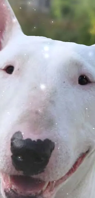 Bull terrier with a starry background smiling.