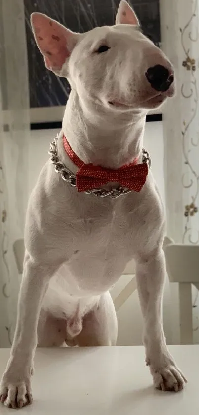 Bull terrier with red bow tie on a chair.