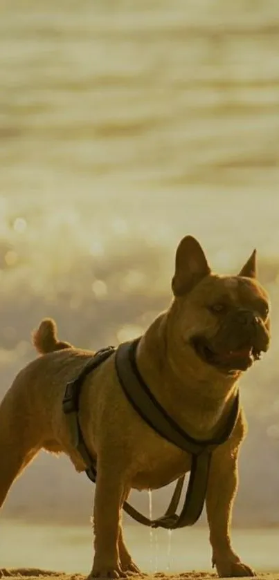 Bulldog on sandy beach during sunset.