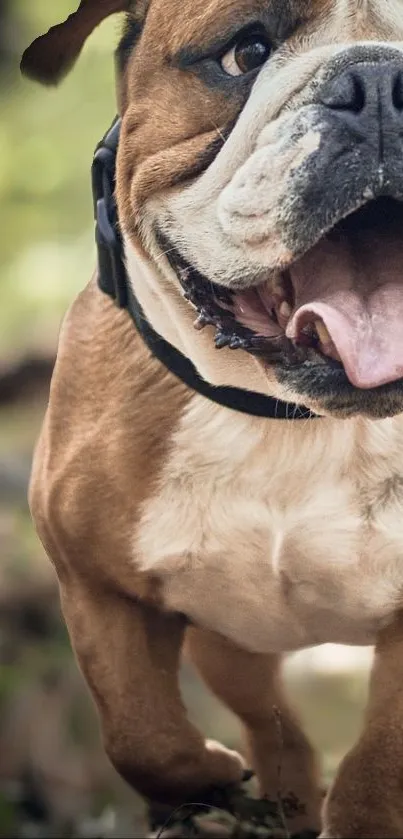 Bulldog running playfully in a forest scene.