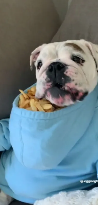 Cute bulldog in a blue hoodie filled with fries on a cozy sofa.