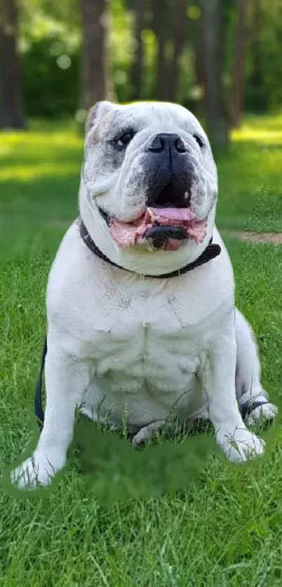 Adorable bulldog sitting on green lawn with trees in the background.