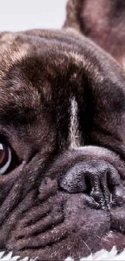 Cute bulldog lying on fluffy white blanket, close-up view.