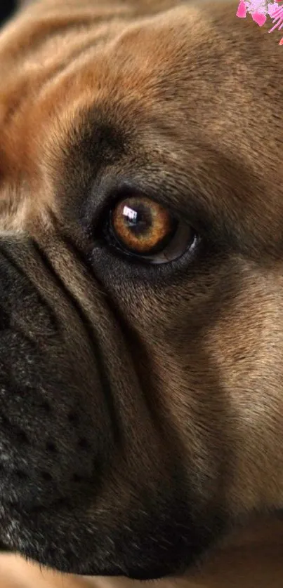 Close-up of a bulldog's face with floral accents on the corner.