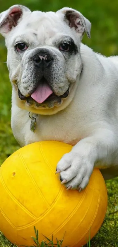 English Bulldog with yellow ball on green grass.