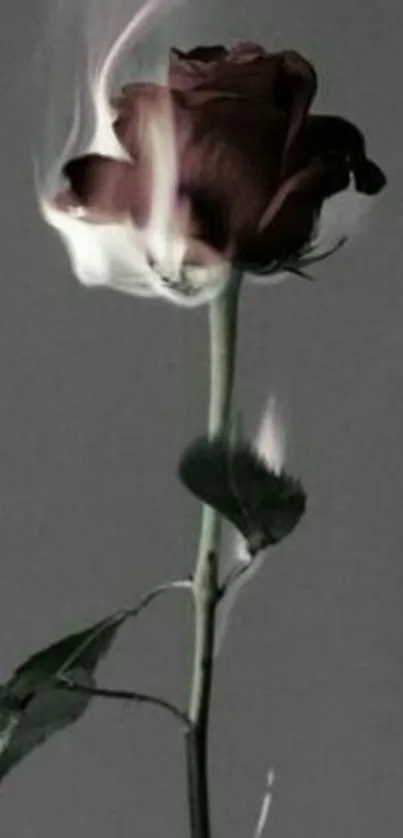 A dark red rose burning with white flames on a gray background.