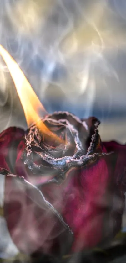 Vibrant burning rose with dark red petals and flame.