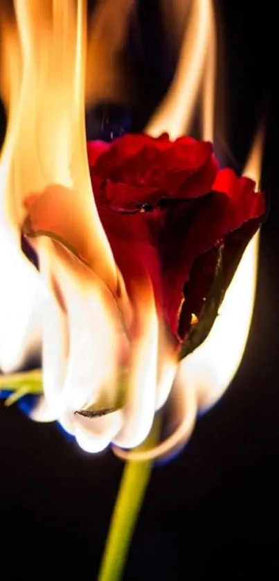 Burning rose with flames in a dark background