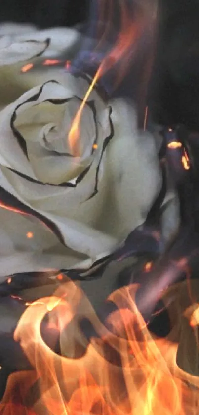 Artistic wallpaper of a burning white rose with vivid flames and charred edges.