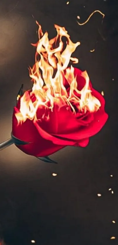 Burning red rose with flames against dark background.